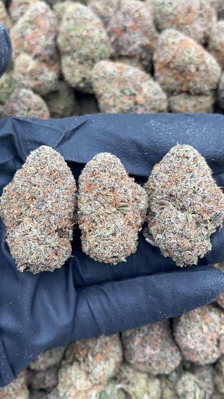 Martian Candy - PK198