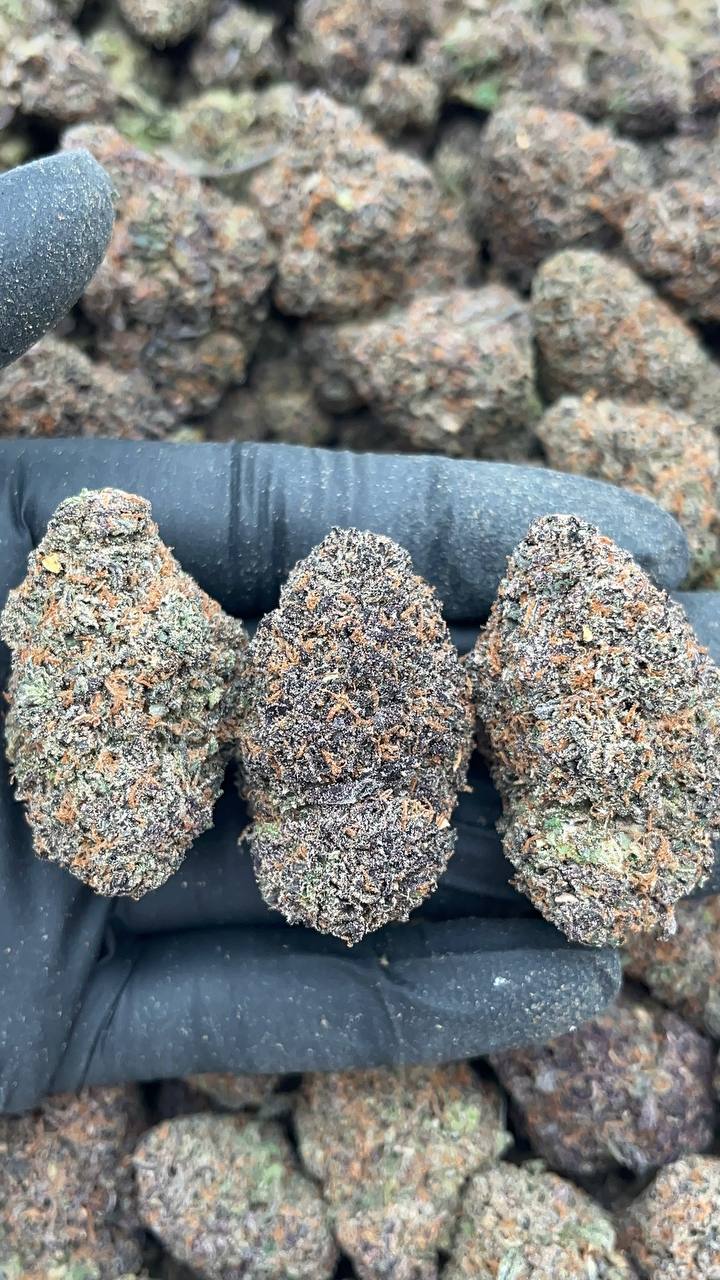 Donny Burger - PK380