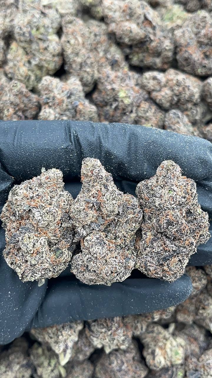 Rockstar Master - PK666