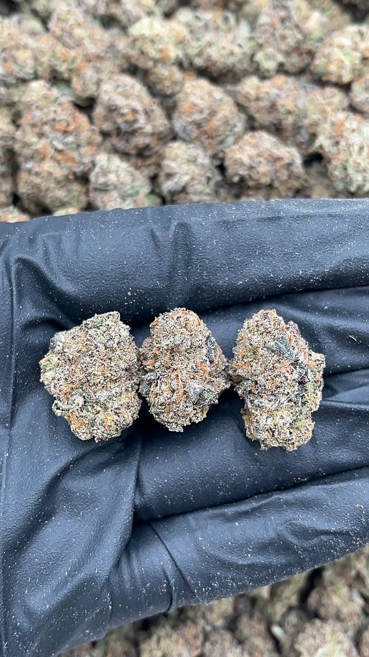 White Rhino Mediums - PK651