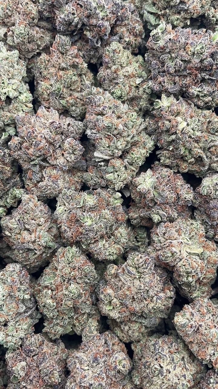 White Truffle - PK655