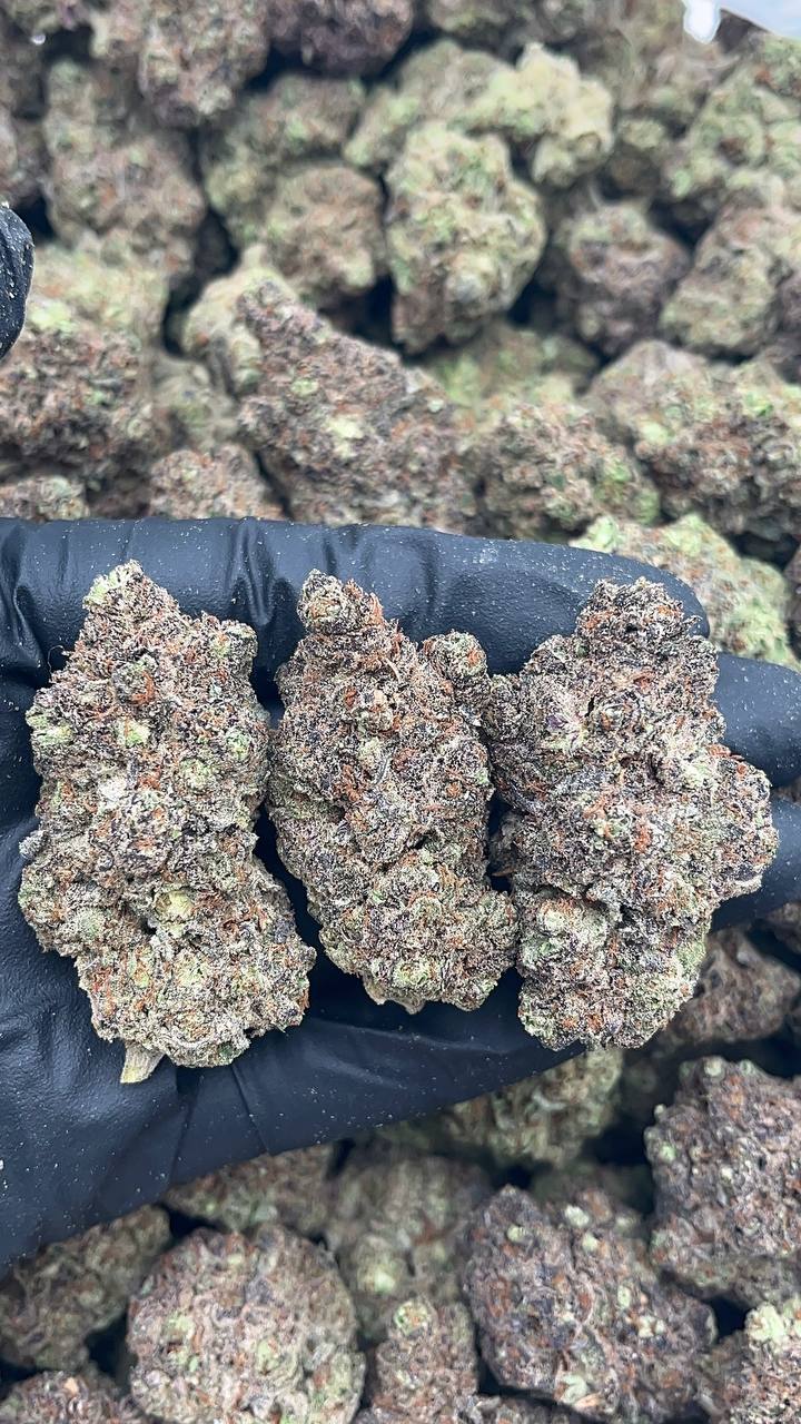 Sunset black ice - PK654