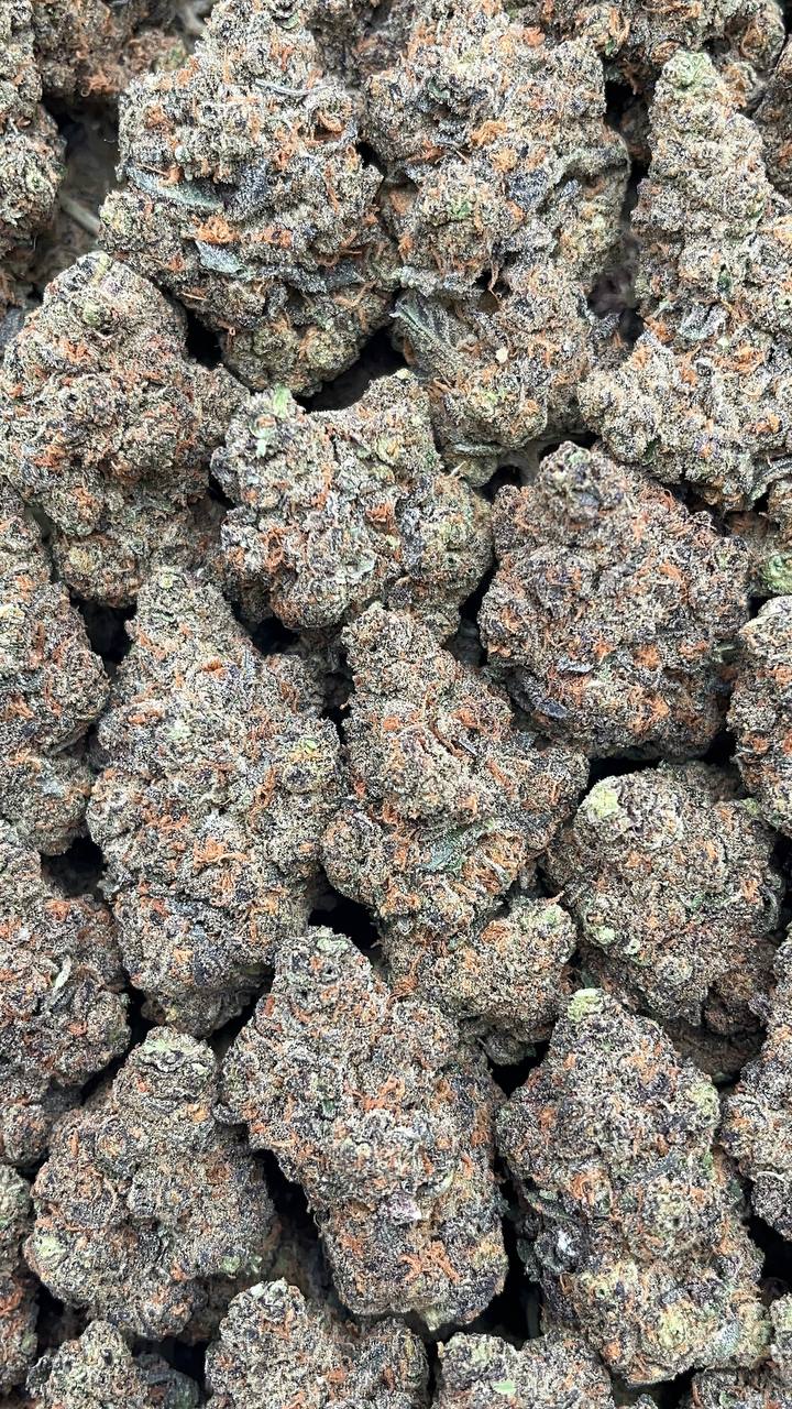 Blue Cookies - PK656