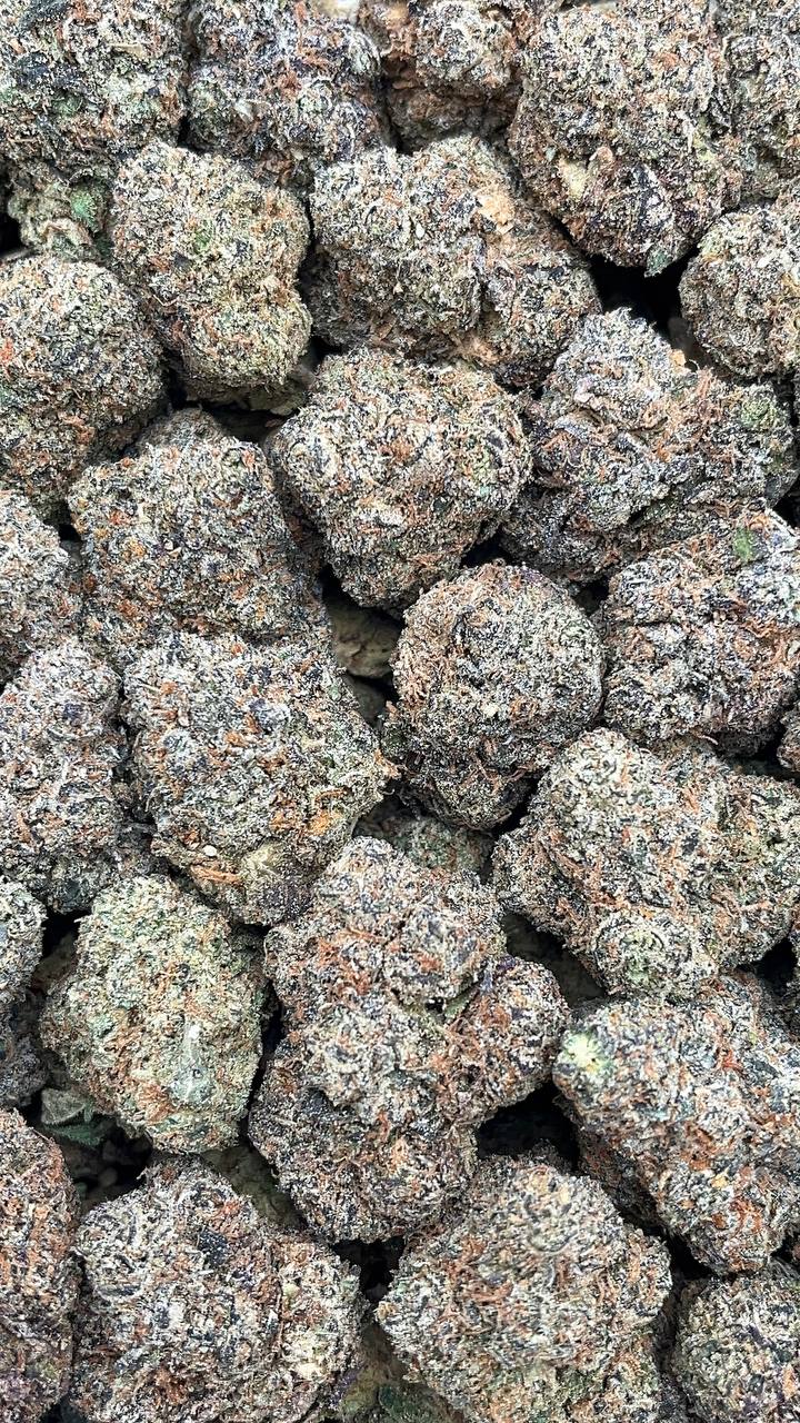 Lows - PK661 (Light Mold)