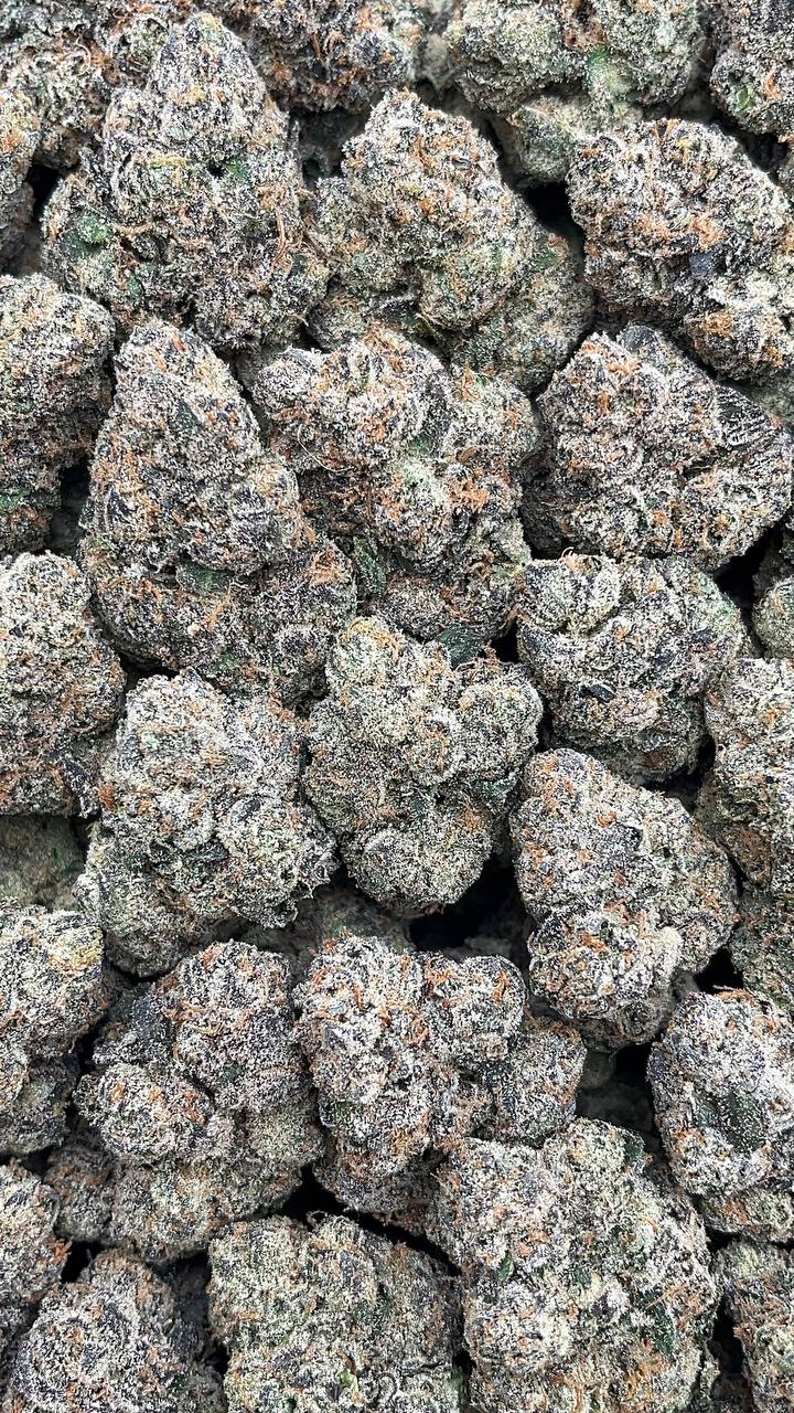 Jungle Gelato - PK693