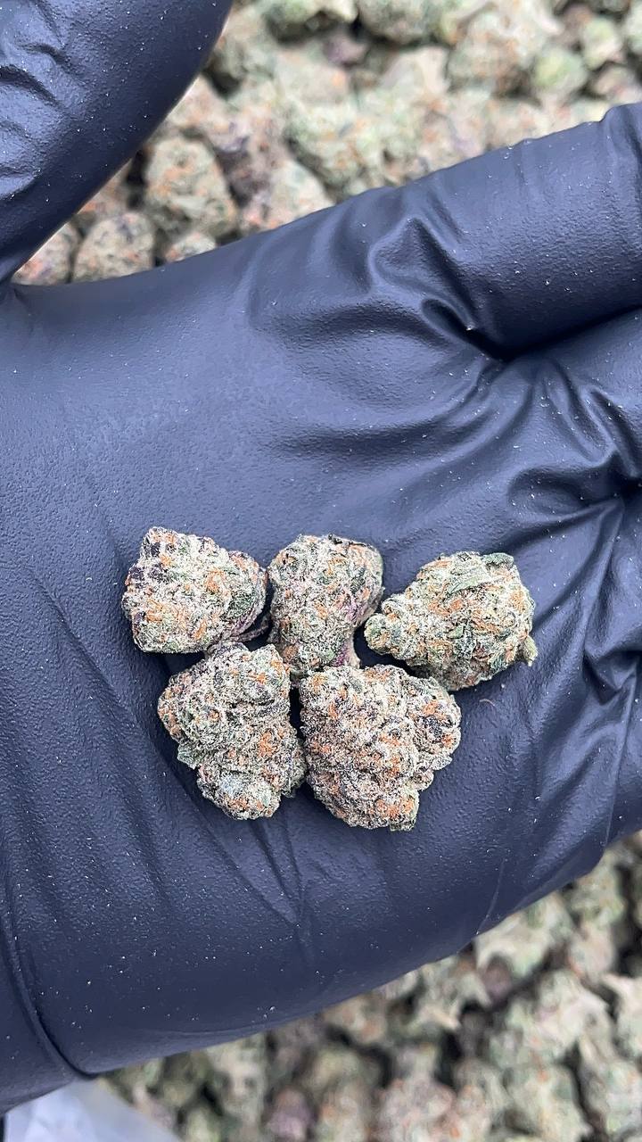 🔥Special Deal 🔥 Gelato King Smalls - PK627