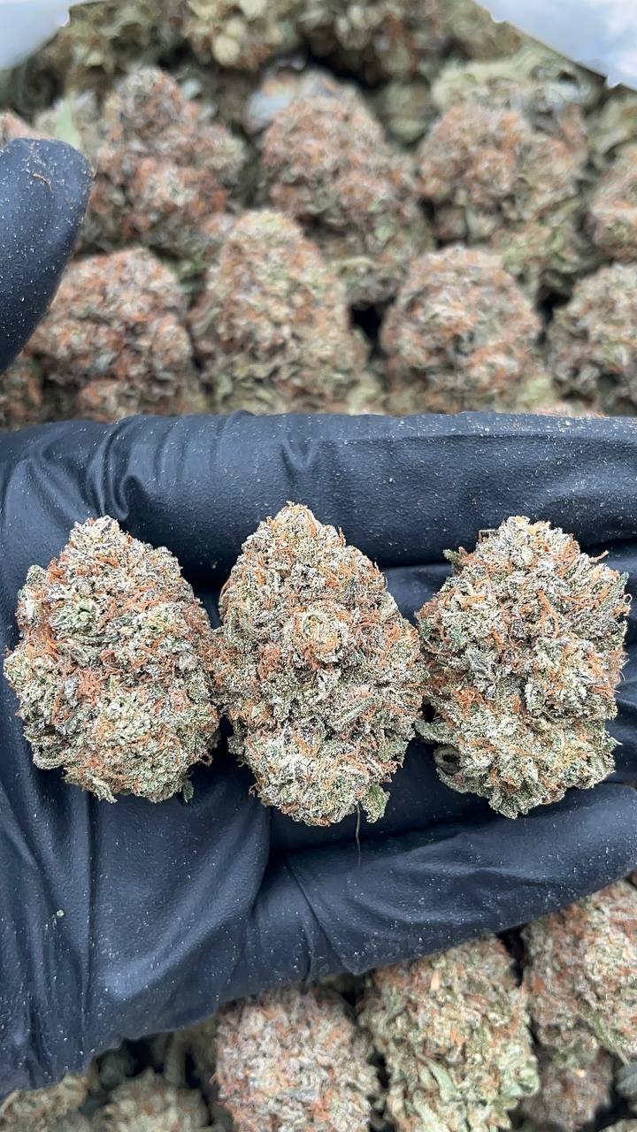 Platinum King - PK609