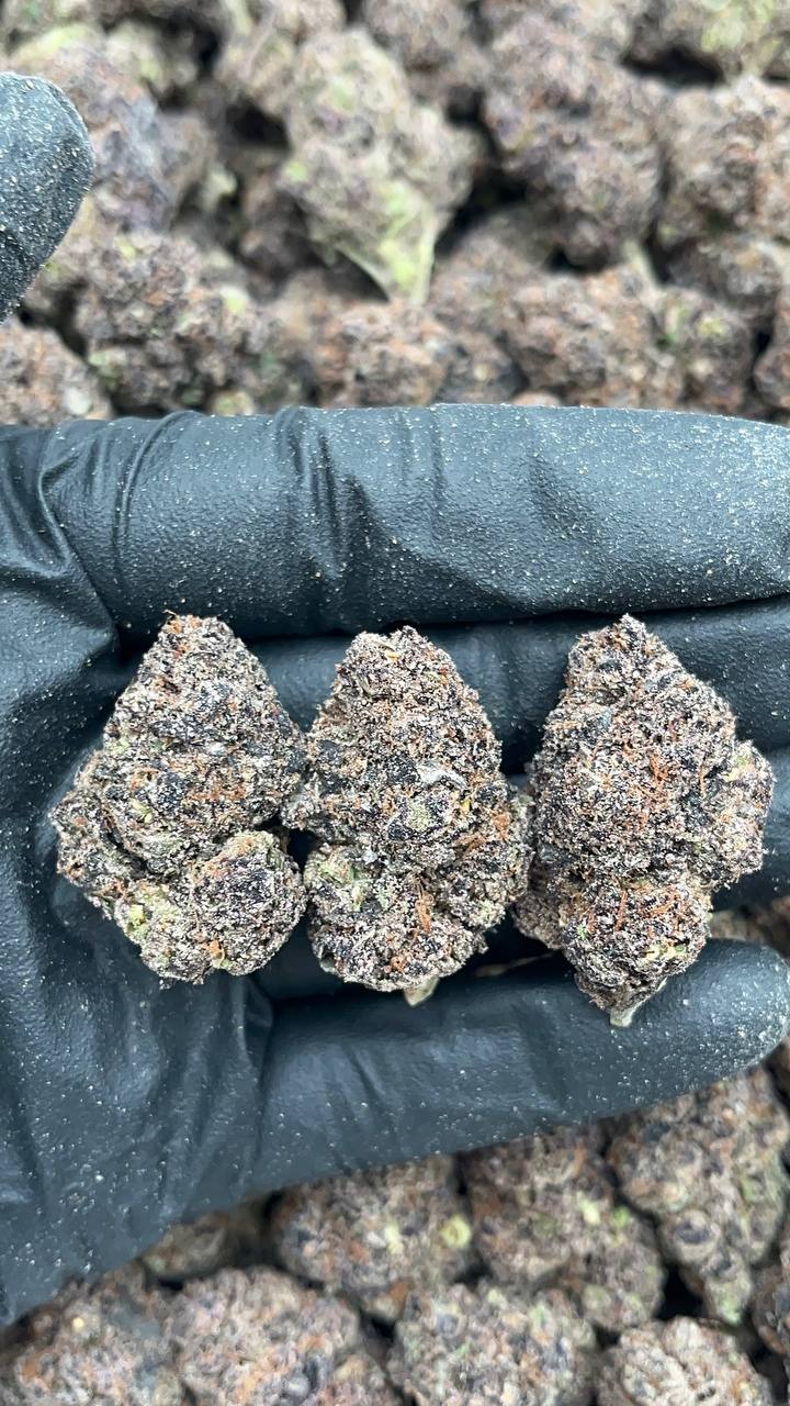 Candied Lemons - PK625