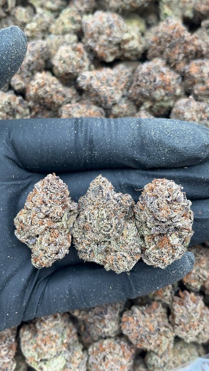 Disco Glitter - PK414