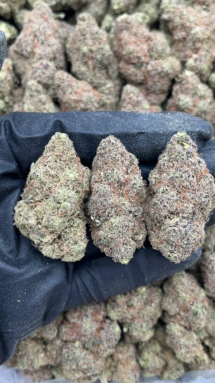 Fritter Glitter - PK253