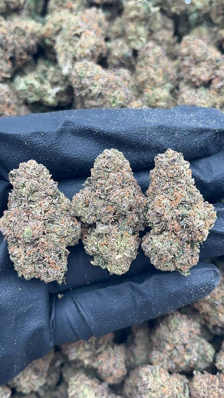 Tropicana Runtz - PK147