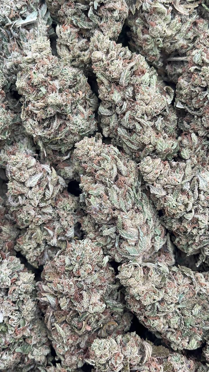 Tangelo Kush - PK221