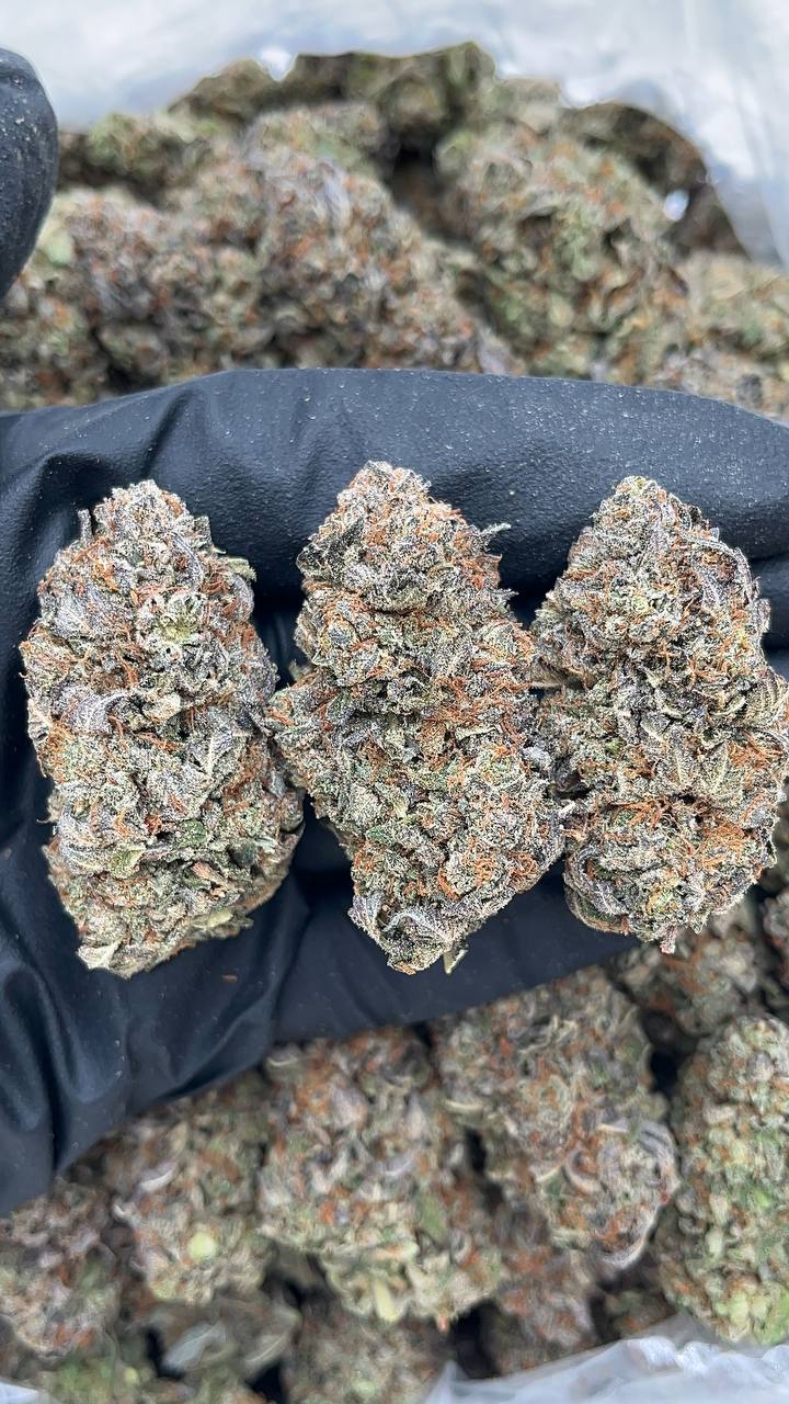 Platinum Kush - PK172