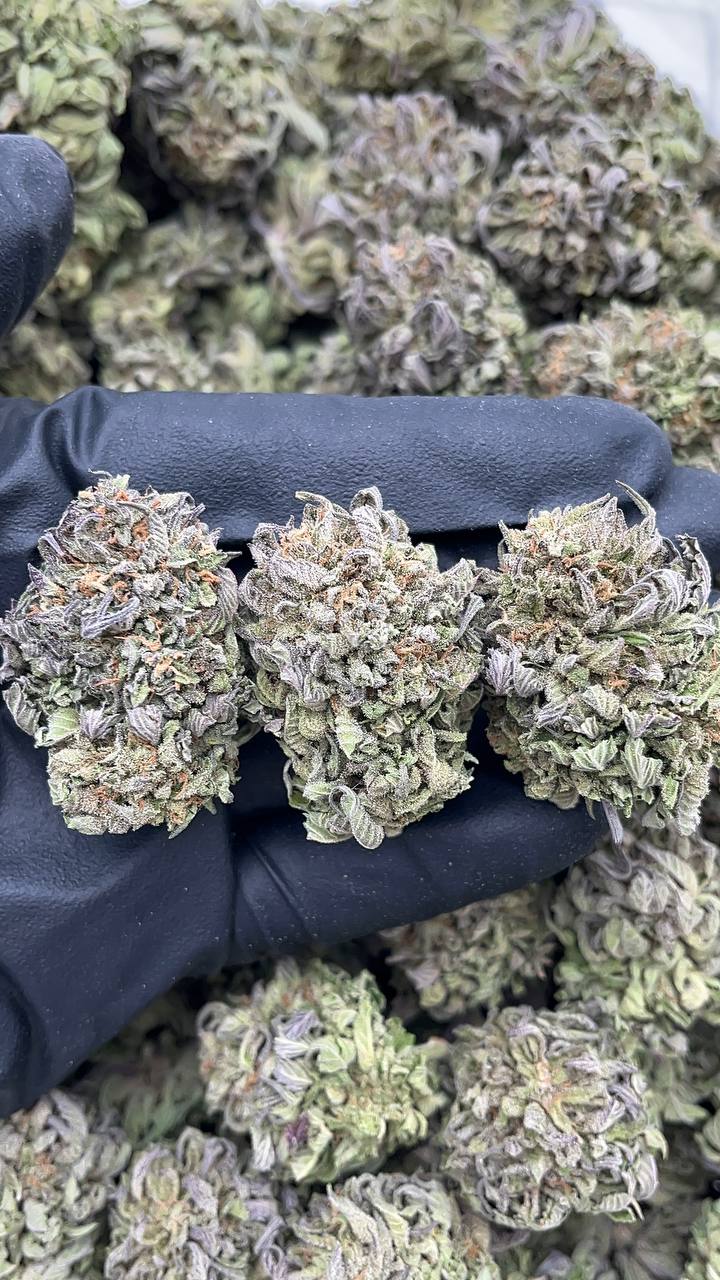 🔥Special Items 🔥 Platinum Berry - PK192