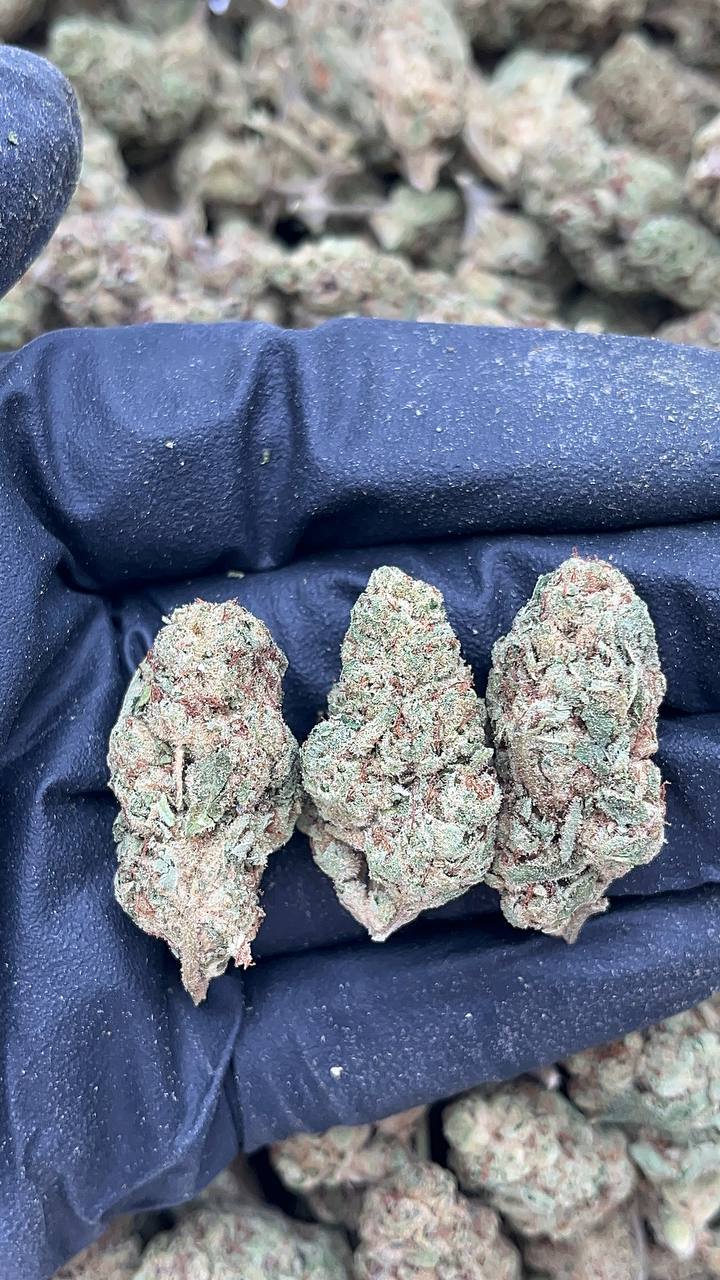 🔥Special Items 🔥 Grandi Guava - PK178