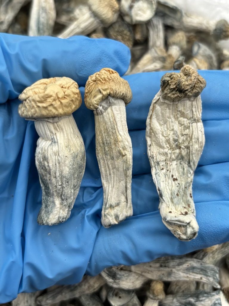 PENIS ENVY - JT605PIE